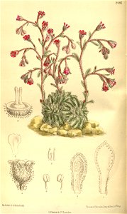Saxifraga stribrnyi 139-8496