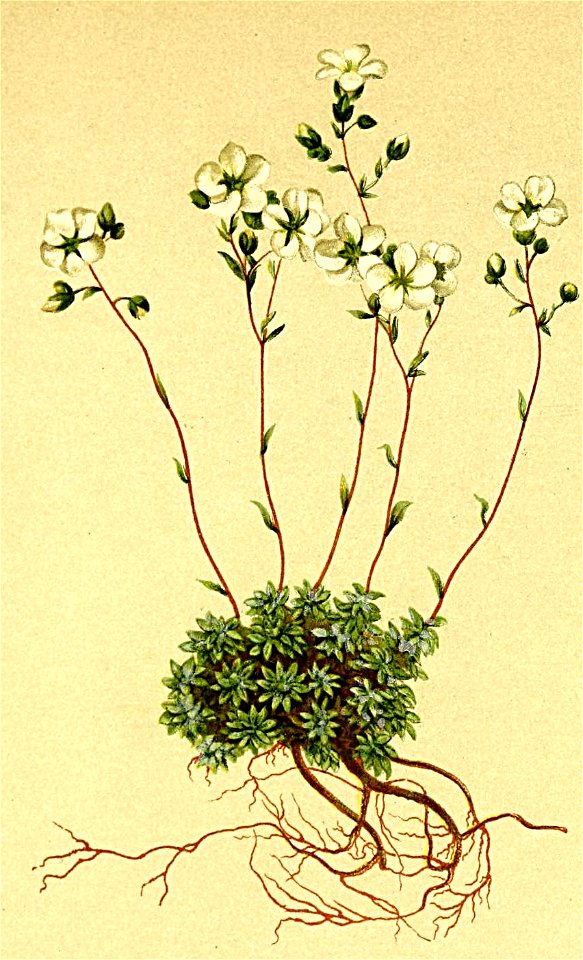 Saxifraga caesia Atlas Alpenflora