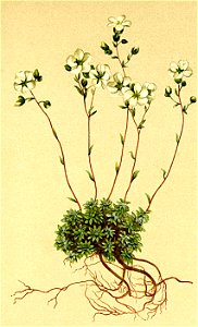 Saxifraga caesia Atlas Alpenflora