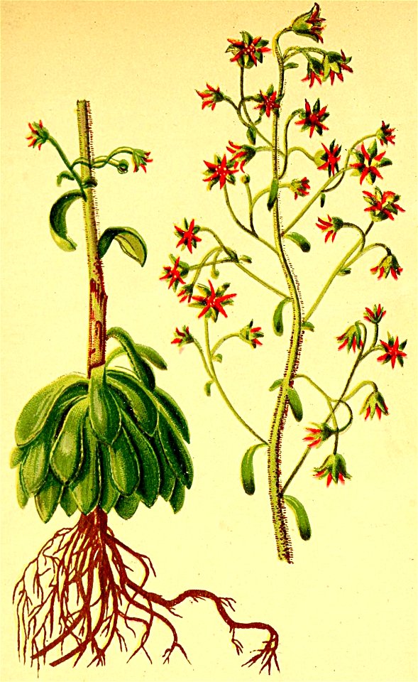 Saxifraga mutata Atlas Alpenflora