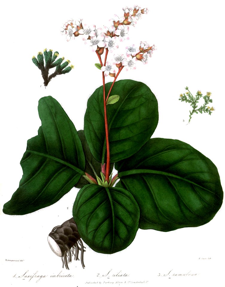 SaxifragaRoyle