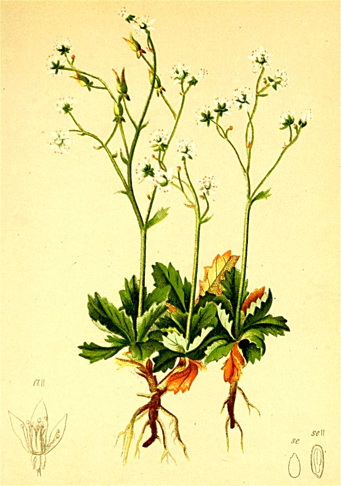 Saxifraga stellaris Atlas Alpenflora