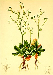 Saxifraga stellaris Atlas Alpenflora