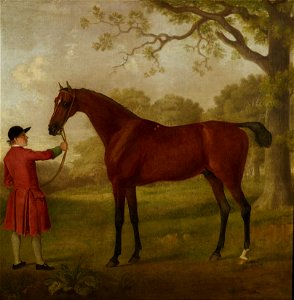 Sawrey Gilpin (1733-1807) - Portrait of a Horse - RCIN 401257 - Royal Collection. Free illustration for personal and commercial use.