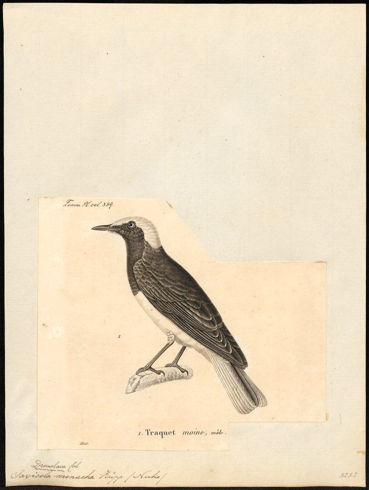 Saxicola monacha - 1700-1880 - Print - Iconographia Zoologica - Special Collections University of Amsterdam - UBA01 IZ16200334