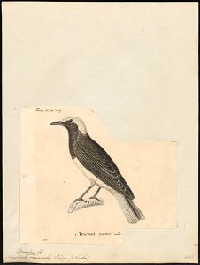 Saxicola monacha - 1700-1880 - Print - Iconographia Zoologica - Special Collections University of Amsterdam - UBA01 IZ16200334