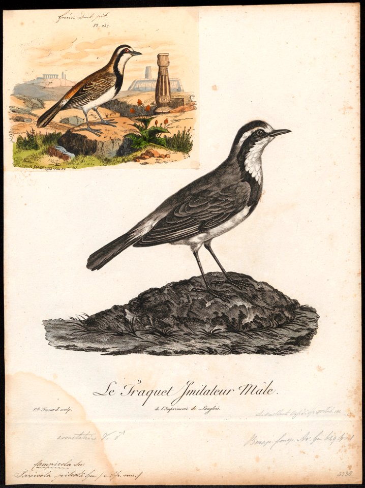 Saxicola pileata - 1796-1808 - Print - Iconographia Zoologica - Special Collections University of Amsterdam - UBA01 IZ16200314