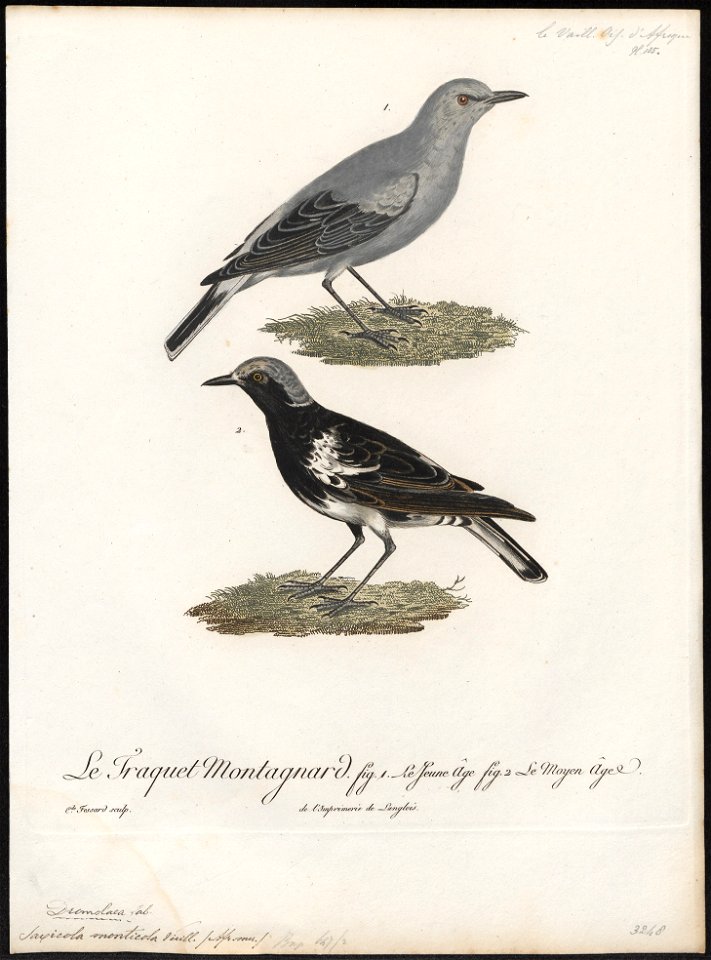 Saxicola monticola - 1796-1808 - Print - Iconographia Zoologica - Special Collections University of Amsterdam - UBA01 IZ16200320