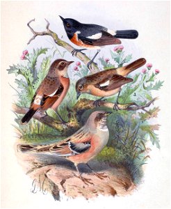 Saxicola maurus przewalskii & Prunella collaris rufilata 1889