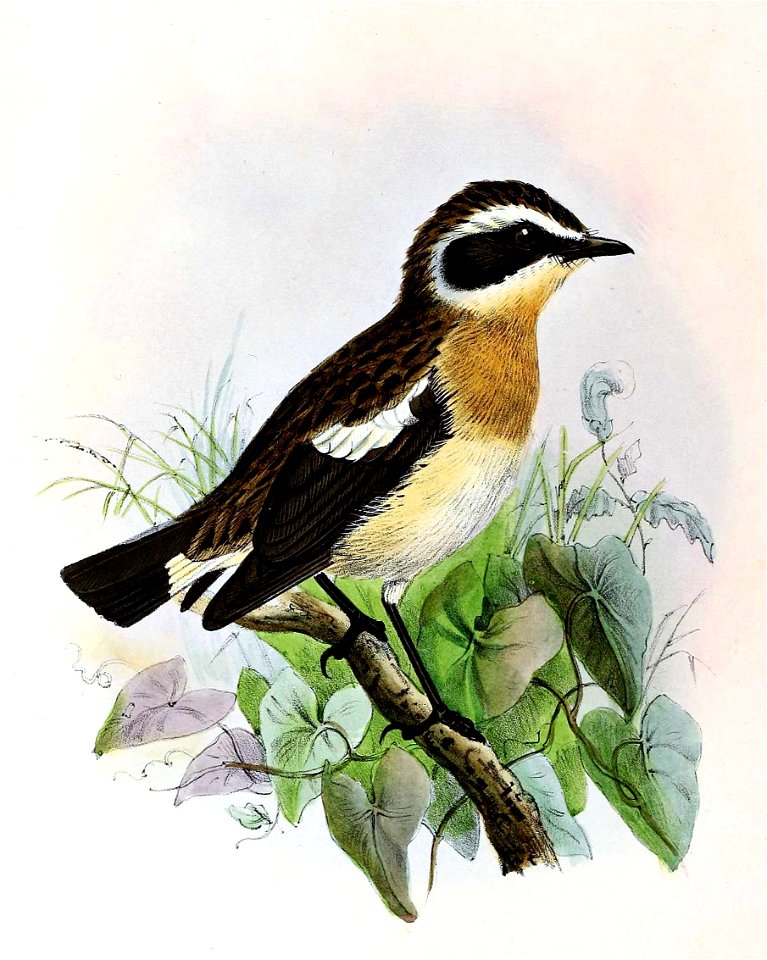 Saxicola rubetra 1873