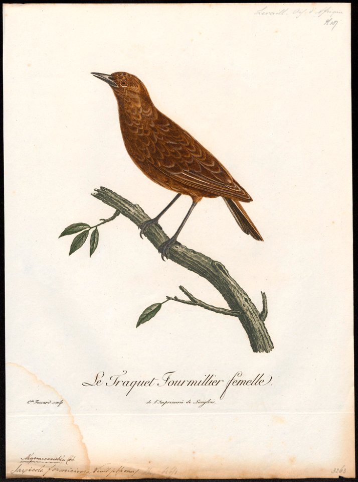 Saxicola formicivora - 1796-1808 - Print - Iconographia Zoologica - Special Collections University of Amsterdam - UBA01 IZ16200340