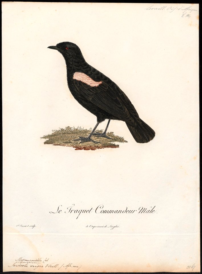 Saxicola nigra - 1796-1808 - Print - Iconographia Zoologica - Special Collections University of Amsterdam - UBA01 IZ16200346
