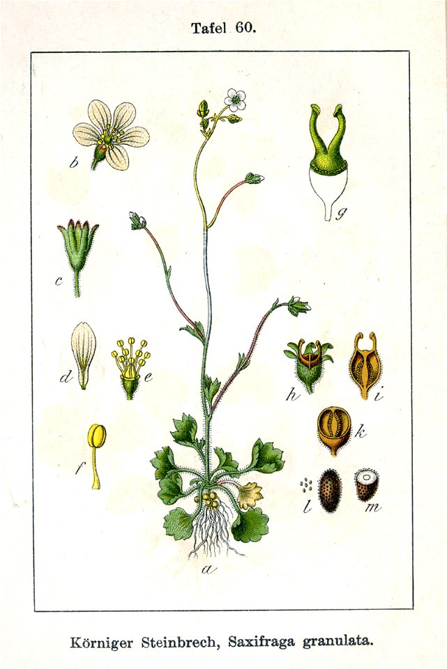 Saxifraga granulata Sturm60