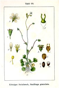 Saxifraga granulata Sturm60