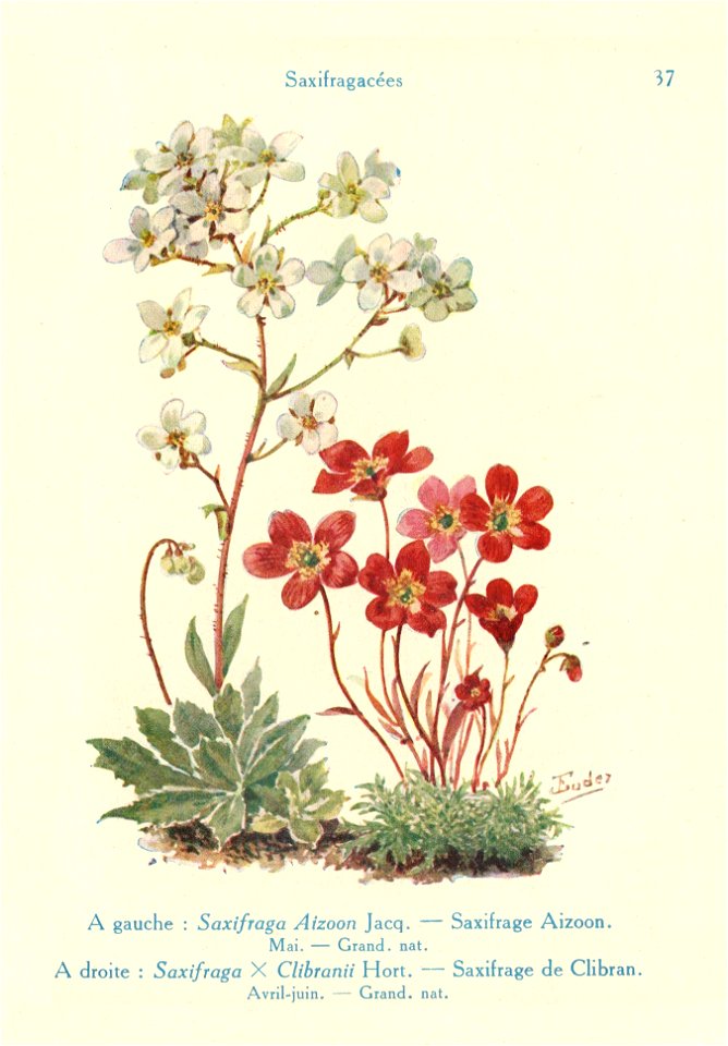 Saxifrages-J.Eudes-37