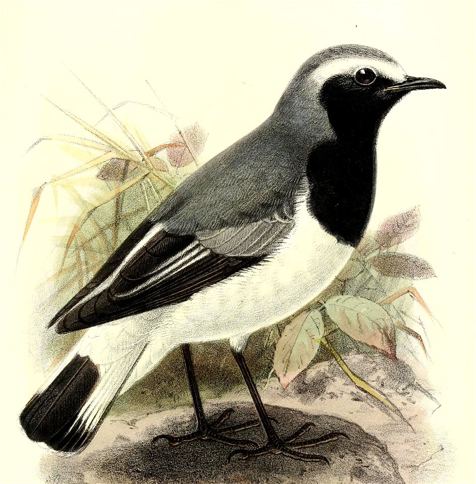 SaxicolaPhillipsiKeulemans (cropped)
