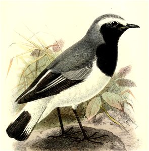 SaxicolaPhillipsiKeulemans (cropped)