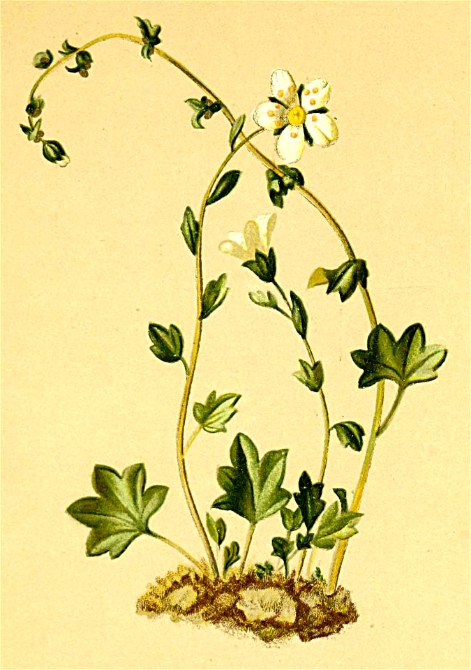 Saxifraga cernua Atlas Alpenflora