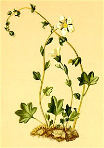 Saxifraga cernua Atlas Alpenflora