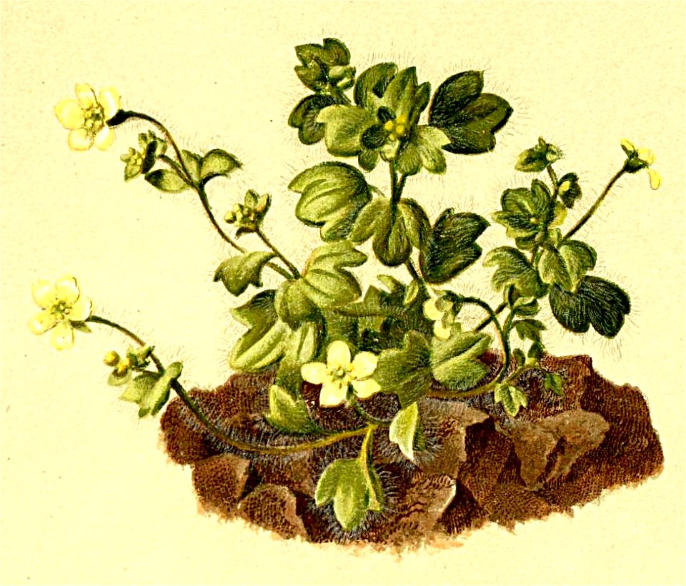 Saxifraga arachnoides Atlas Alpenflora