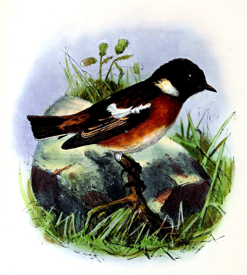 Saxicola rubicola 1873