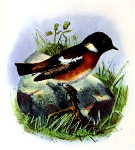 Saxicola rubicola 1873