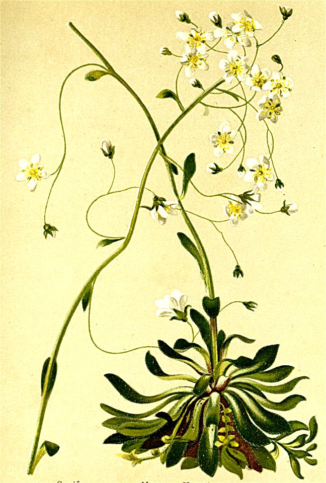 Saxifraga crustata Atlas Alpenflora