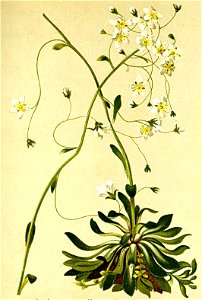 Saxifraga crustata Atlas Alpenflora