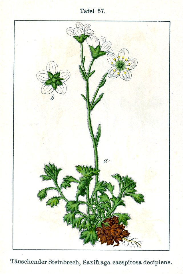 Saxifraga cespitosa var Sturm57