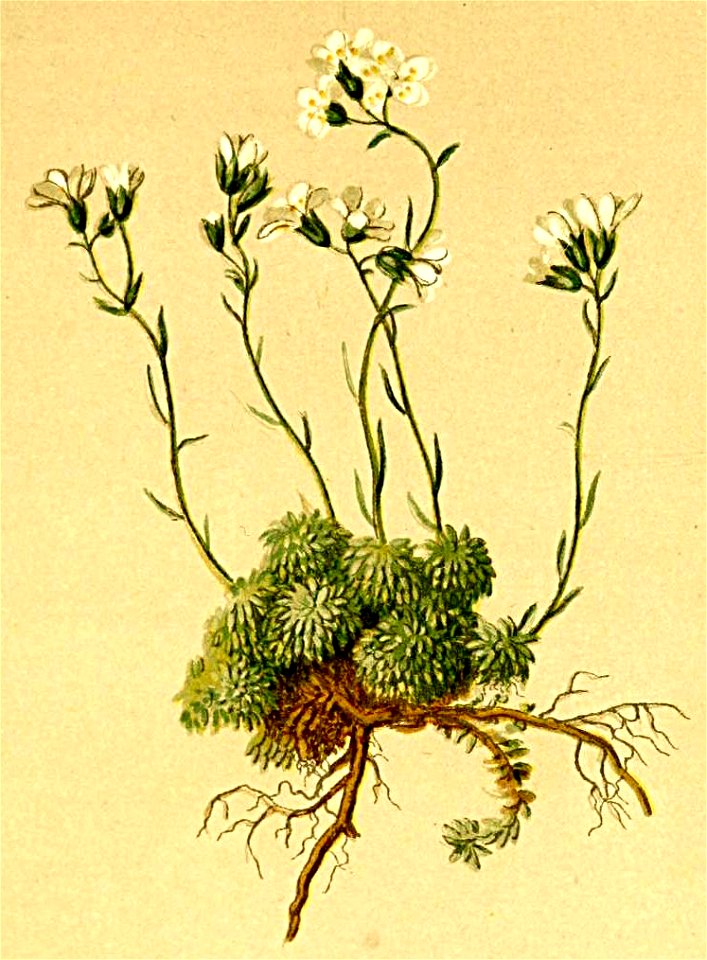 Saxifraga squarrosa Atlas Alpenflora