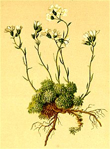 Saxifraga squarrosa Atlas Alpenflora