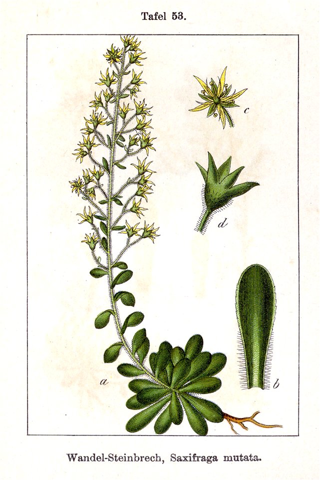 Saxifraga mutata Sturm53
