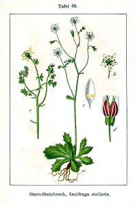 Saxifraga stellaris Sturm59
