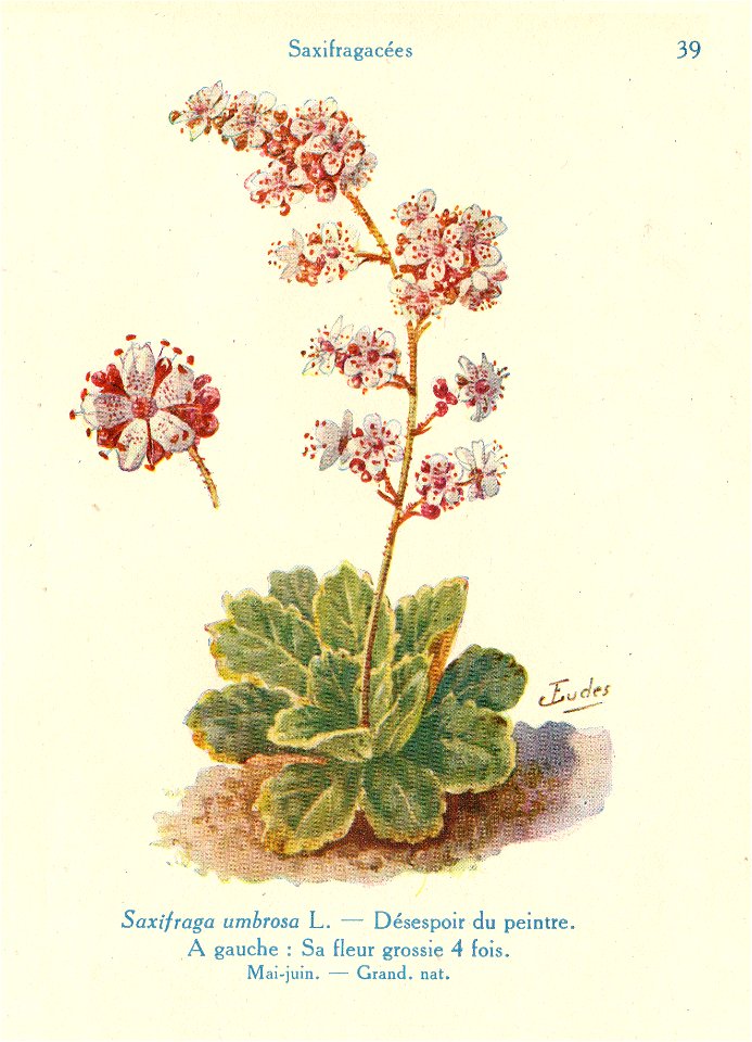 Saxifrage heuchère-J.Eudes-39