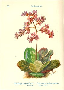 Saxifrage crassifolia-J.Eudes-38