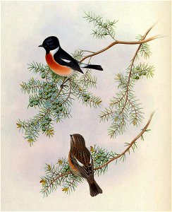 Saxicola maurus indicus on Juniperus formosana - Gould