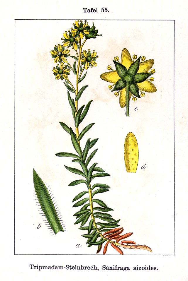 Saxifraga aizoides Sturm55