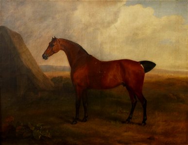 Sawrey Gilpin (1733-1807) - A Bay Gelding - RCIN 400590 - Royal Collection. Free illustration for personal and commercial use.