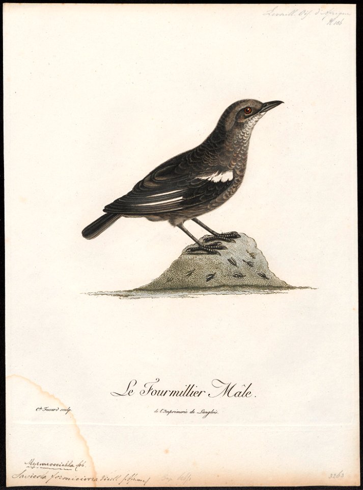 Saxicola formicivora - 1796-1808 - Print - Iconographia Zoologica - Special Collections University of Amsterdam - UBA01 IZ16200336