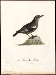 Saxicola formicivora - 1796-1808 - Print - Iconographia Zoologica - Special Collections University of Amsterdam - UBA01 IZ16200336
