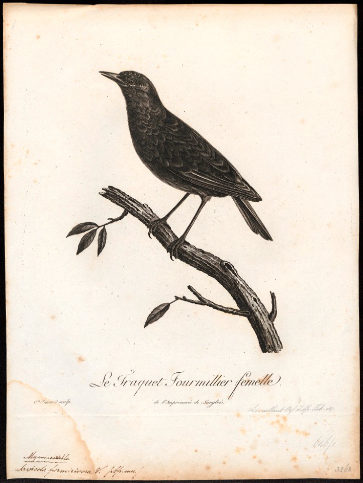 Saxicola formicivora - 1796-1808 - Print - Iconographia Zoologica - Special Collections University of Amsterdam - UBA01 IZ16200342