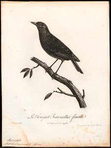 Saxicola formicivora - 1796-1808 - Print - Iconographia Zoologica - Special Collections University of Amsterdam - UBA01 IZ16200342