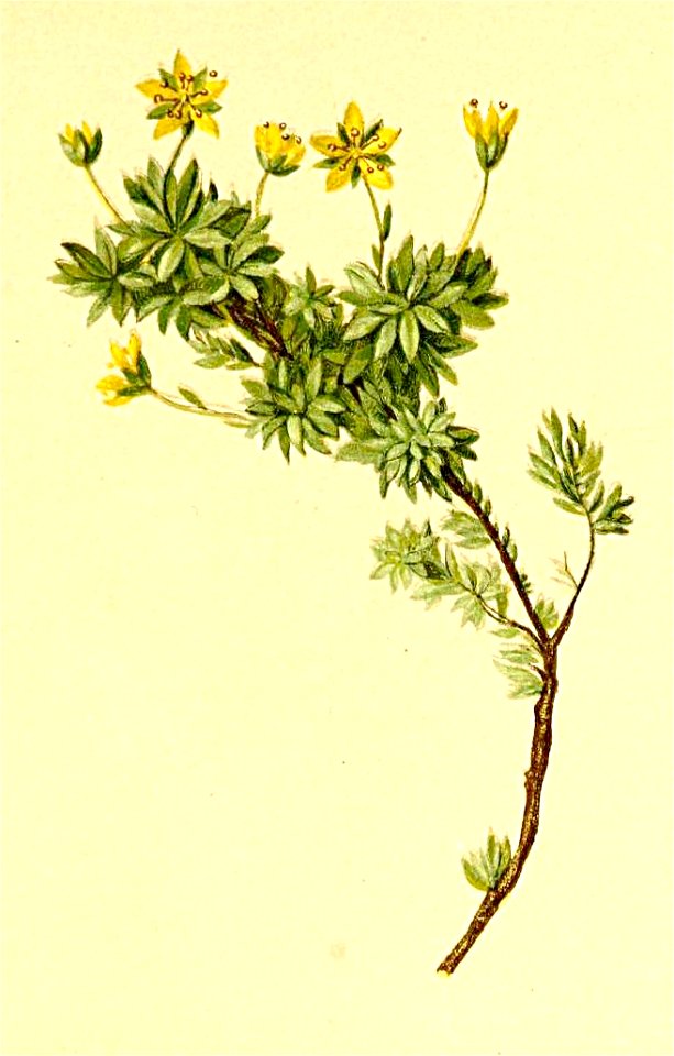 Saxifraga aphylla Atlas Alpenflora