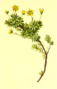 Saxifraga aphylla Atlas Alpenflora