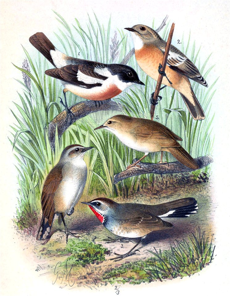 Saxicola insignis & Calliope pectoralis tschebaiewi & Locustella major major 1889