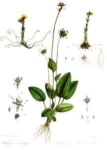 SaxifragaParnassiaRoyle