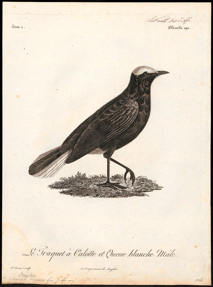 Saxicola leucura - 1796-1808 - Print - Iconographia Zoologica - Special Collections University of Amsterdam - UBA01 IZ16200330