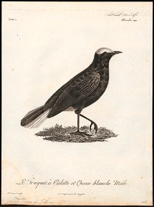Saxicola leucura - 1796-1808 - Print - Iconographia Zoologica - Special Collections University of Amsterdam - UBA01 IZ16200330