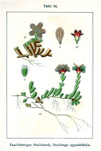 Saxifraga oppositifolia Sturm54