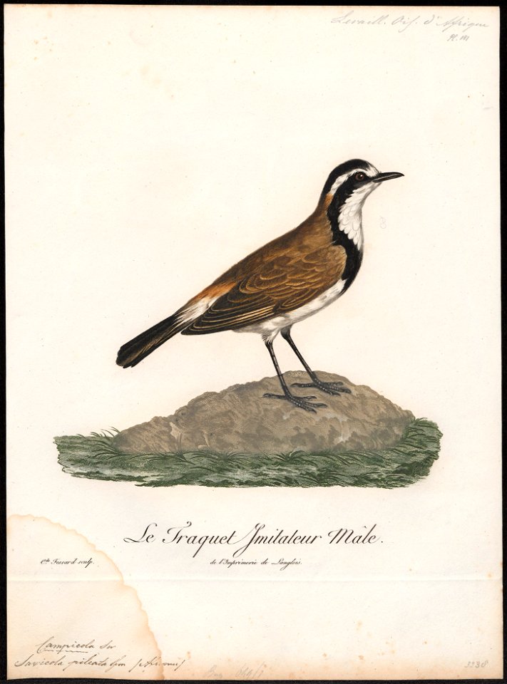 Saxicola pileata - 1796-1808 - Print - Iconographia Zoologica - Special Collections University of Amsterdam - UBA01 IZ16200312